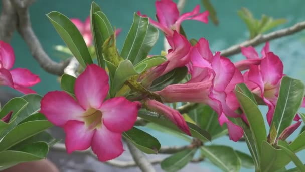 Red Adenium Flowers Close up in summer sunny day — Stock Video