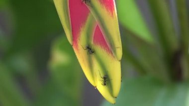 Karıncalar vahşi Heliconia veya ıstakoz pençe önümüzdeki üzerinde sürünen Close-up. Küçük böcekler ile kaplı egzotik pembe ve yeşil çiçek