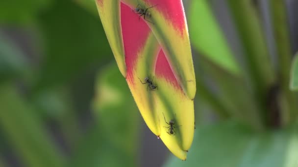 Gros plan de fourmis rampant sur l'inflorescence d'Heliconia sauvage ou de griffes de homard. Fleur rose et verte exotique couverte de minuscules insectes — Video