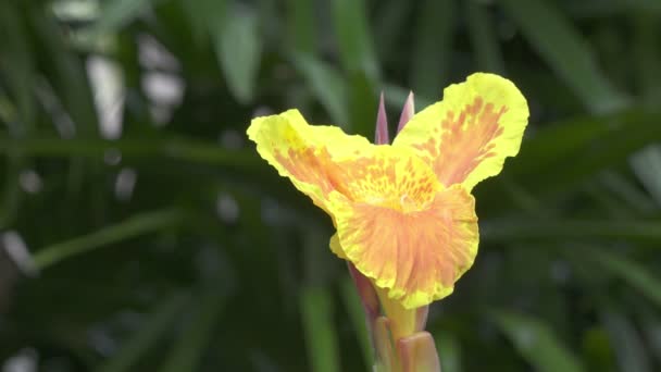 Güneşli bir gün çiçeklenir nergis zambağı — Stok video