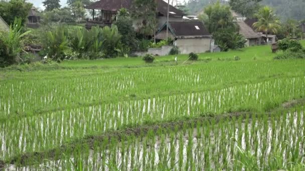 Felvételek, rizs terasz- és pálmafák között-hegy és a gazdák háza. Bali. Indonézia — Stock videók