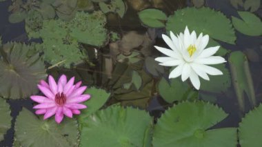 Pembe ve Beyaz Lotus çiçekleri bir rezervuar indirdik
