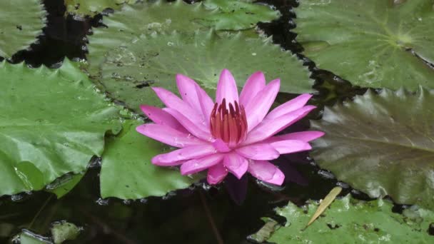 Цветы розового лотоса обнаружены в водохранилище. Клип 4k с высоким разрешением — стоковое видео