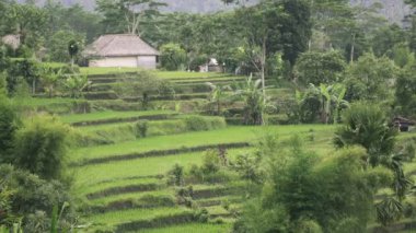 pirinç teras ve palmiye ağaçları Dağı'nın ve çiftçilerin ev görüntüleri. Bali. Endonezya