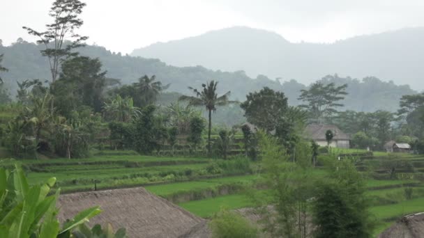 Filmación sobre terraza de arroz y palmeras de montaña y casa de agricultores. ¡Bali! Países Bajos — Vídeo de stock