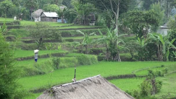 Μήκος σε πόδηα πάνω ρύζι βεράντα και φοίνικες στο βουνό και το σπίτι των αγροτών. Μπαλί. Ινδονησία — Αρχείο Βίντεο