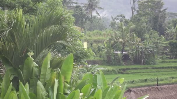 Съемка на рисовой террасе и пальмах гор и дома фермеров. Бали. Индонезия — стоковое видео