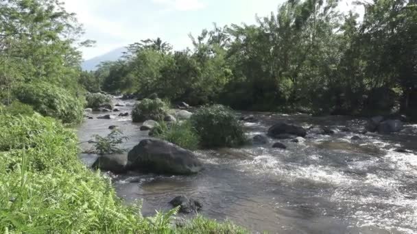 Hluboká horská řeka po tropické deště, úžasný riverscape s hustou exotické lesní rostoucí na skalnatém břehu a rychlé vodního toku. Bali, Indonésie — Stock video