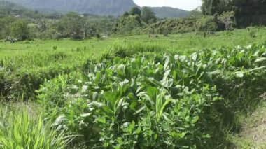 sebze Dağı'nın ve çiftçilerin ev alanları görüntüleyin. Bali, Endonezya