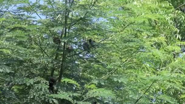Schön von rußköpfigen bulbul pycnonotus aurigaster. Vogel — Stockvideo