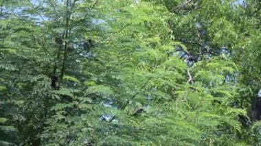 Sooty başlı Bulbul Pycnonotus aurigaster çok güzel. Kuş