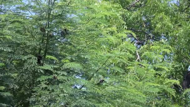 Magnifique de Bulbul Pycnonotus aurigaster à tête molle. Oiseau 