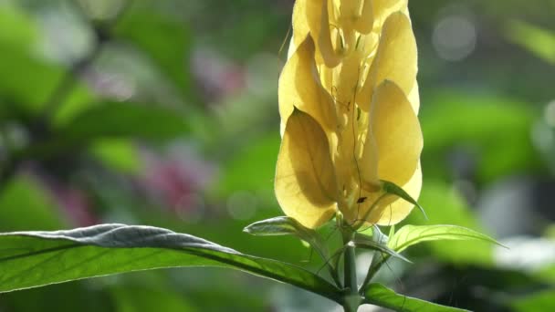 Plantas de camarão Justicia brandegeeana. Camarão dourado ou pirulito planta Pachystachys lutea close-up — Vídeo de Stock