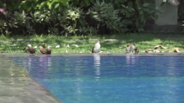 Trópusi madarak fürdőzés medencében a nyári napsütésben — Stock videók
