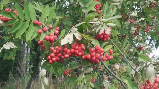 Bush voor rode rijpe mountain ash in de wind — Stockvideo