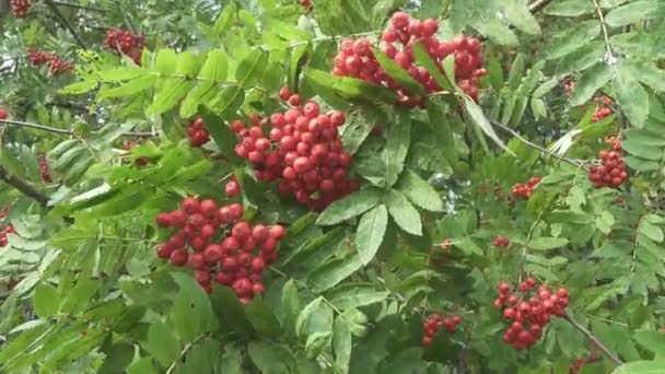 Bush de frêne rouge mûr dans le vent — Video