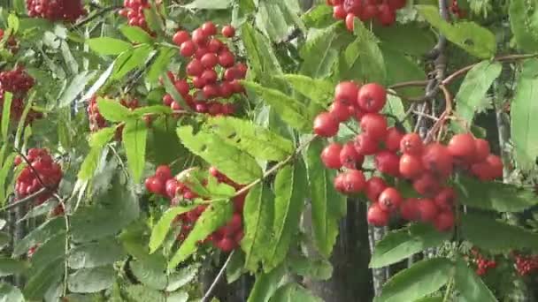 Bush of red ripe mountain ash in the wind — Stock Video