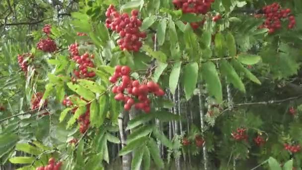 Bush de ceniza roja de montaña madura en el viento. Imágenes de fotograma completo 4k — Vídeos de Stock