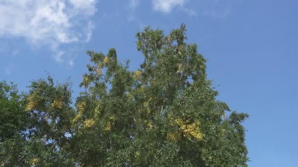 Az alsó nézet a lengő szél ellen a háttér a kék ég, gyorsan úszó fehér felhők a nyári napsütésben birches — Stock videók