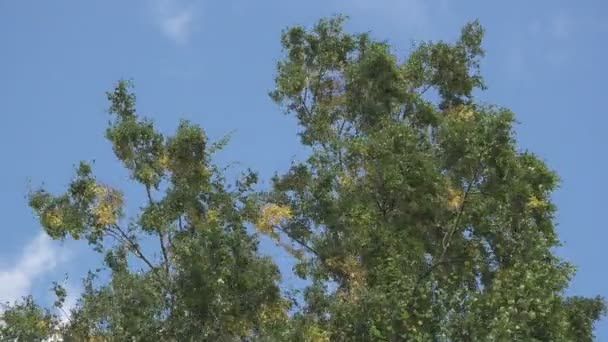 La vista in basso sulle betulle che dondolano vento sullo sfondo del cielo blu con nuvole bianche rapidamente galleggianti in estate giornata di sole — Video Stock