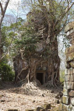 ağaçlar Tapınağı Prasat Chrap tapınağında Koh Ker karmaşık, Siem Reap, Kamboçya kökleri ile kapalı yok