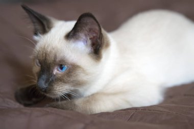 belgili tanımlık yavru kedi (Siamese tipi, Mekong bobtail) bir kapak üzerinde yatıyor