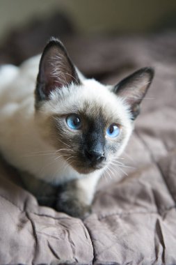 belgili tanımlık yavru kedi (Siamese tipi, Mekong bobtail) bir kapak üzerinde yatıyor