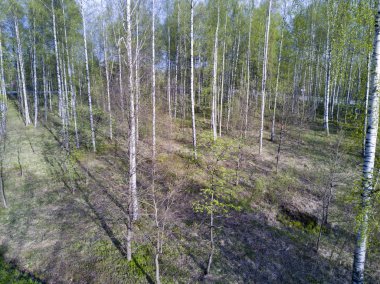 drone görünümü ile ilk foliag baharın başında yaprak döken ağaç on