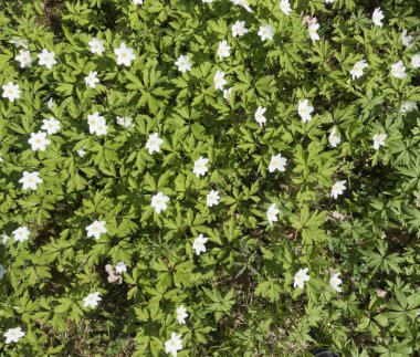 Çiçek açması ile beyaz glade kardelen 