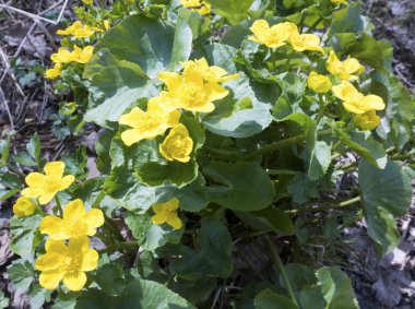 bir çayır üzerinde Marsh kadife çiçeği (Caltha palustris) çiçek çiçeklenme