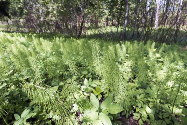 Bir at kuyruğu taze lahanası (Equisetum-yılan otu, puzzlegrass) bahar başında