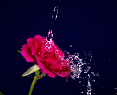 Gül çiçek yağmurda su parlayan damla
