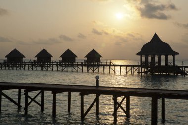 Gün batımında su üzerinde siluet ağaç. Maldivler