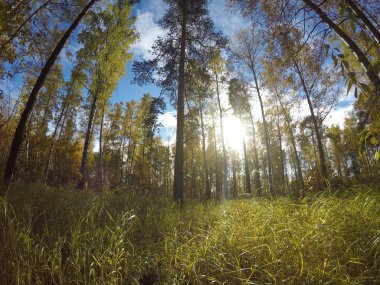  sonbahar Ağaç Parkı