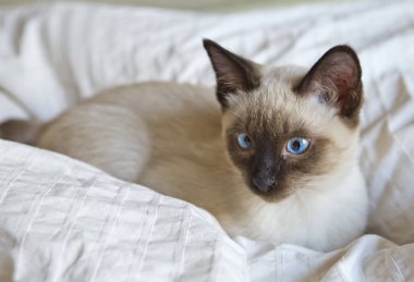 kedi düz saçlı (Mekong bobtail, kuyruksuz) yalan