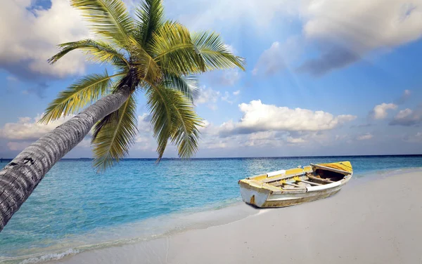 Μαλδίβες Σκάφος Για Την Αμμώδη Παραλία Και Μια Παλάμη Δέντρο — Φωτογραφία Αρχείου