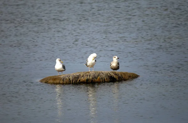 Три Чайки Сидят Камне Море — стоковое фото