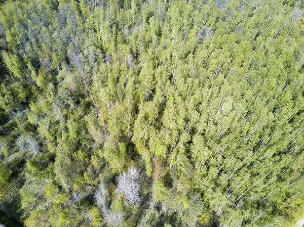 Drone Widok Drewno Liściaste Początku Wiosny Pierwszych Liści — Zdjęcie stockowe