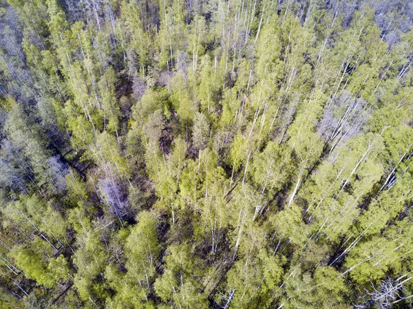 Vista Drone Sobre Madeira Caduca Início Primavera Com Primeira Folhagem — Fotografia de Stock