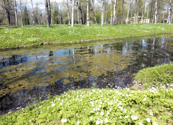 Small River Duckweed Channel Park Birches Coast Blossoming Snowdrop — Stock Photo, Image