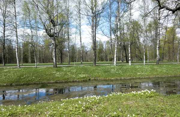 Small River Duckweed Channel Park Birches Coast Blossoming Snowdrops — Stock Photo, Image