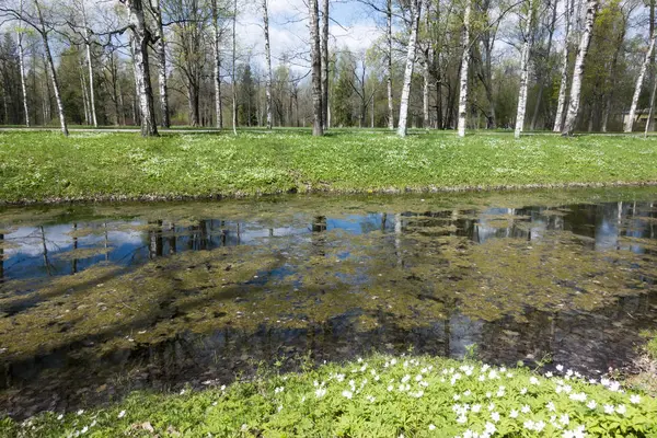 bir duckweed, park, kenarı ağaç ve çiçek açması kardelen kanalı ile küçük nehir