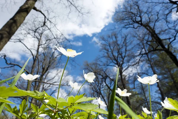 Przebiśniegi Białe Wczesną Wiosną Polanie Tle Błękitnego Nieba Gałęzie Drzew — Zdjęcie stockowe