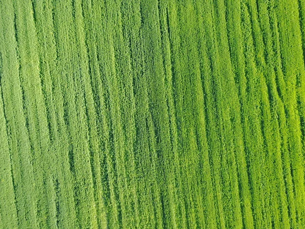 Vista Aérea Drone Campo Com Fileiras Tiro Verde — Fotografia de Stock