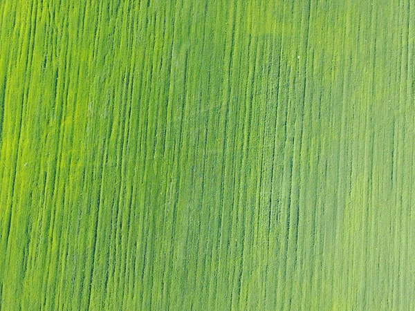 Aerial Drone View Field Ranks Green Shoot — Stock Photo, Image