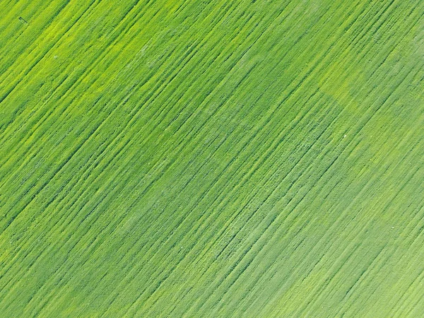 Aerial Drone View Field Ranks Green Shoot — Stock Photo, Image