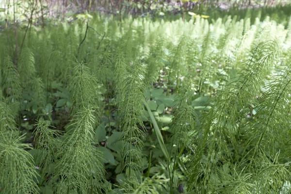 Fresh Sprouts Horsetail Equisetum Snake Grass Puzzlegrass Beginning Sprine — Stock Photo, Image
