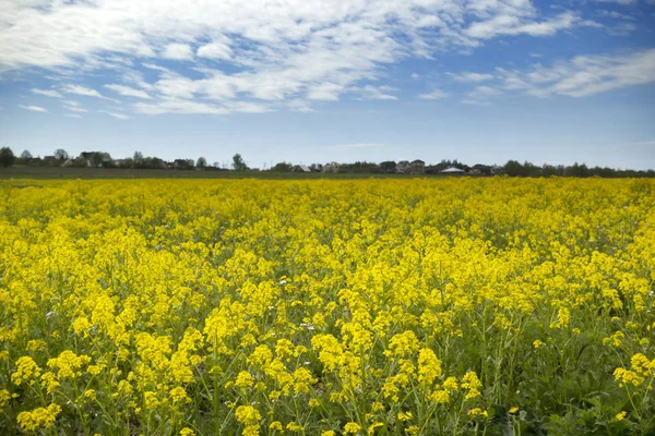 Kwiaty Żółte Rzepaku Brassica Napus Pole Błękitne Niebo Cloude — Zdjęcie stockowe