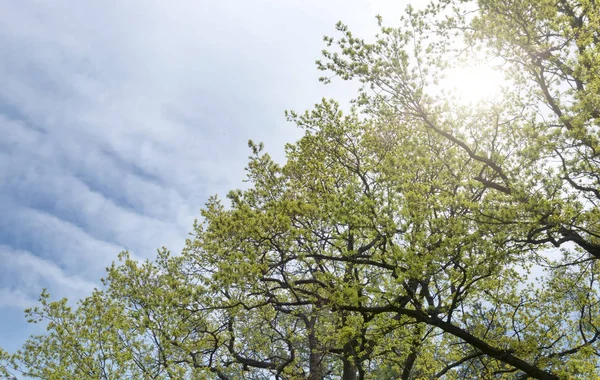 Takken Van Bomen Met Eerste Bladeren Tegen Achtergrond Van Blauwe — Stockfoto