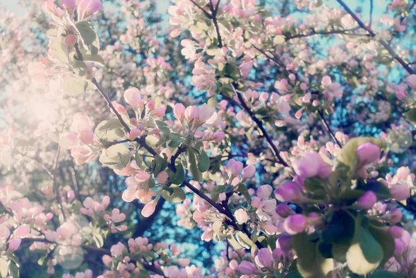 Rama Manzano Con Flores — Foto de Stock